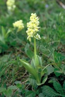 Orchis pallens