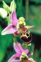 Ophrys oestrifera