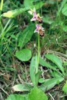 Ophrys oestrifera