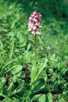 Orchis purpurea subsp. caucasica