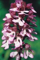 Orchis purpurea subsp. caucasica