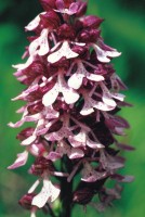 Orchis purpurea subsp. caucasica