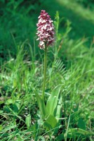 Orchis purpurea subsp. caucasica