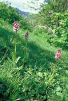 Orchis purpurea subsp. caucasica