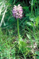 Orchis simia