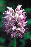 Orchis simia