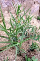 Epipactis veratrifolia