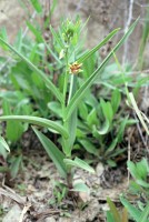 Epipactis veratrifolia