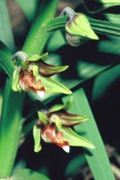 Epipactis veratrifolia