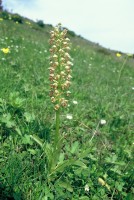 Orchis punctulata