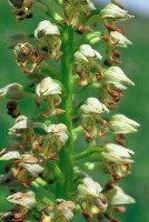 Orchis punctulata