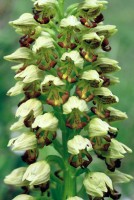 Orchis punctulata