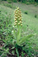 Orchis punctulata