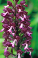 Orchis purpurea subsp. caucasica