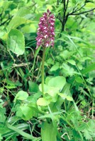 Orchis purpurea subsp. caucasica