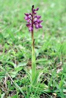 Anacamptis morio subsp. caucasica