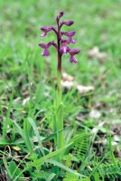 Anacamptis morio subsp. caucasica