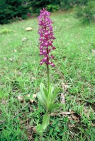 Orchis mascula subsp. pinetorum