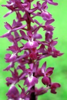 Orchis mascula subsp. pinetorum