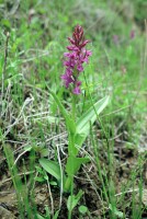 Dactylorhiza umbrosa