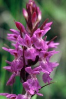 Dactylorhiza umbrosa