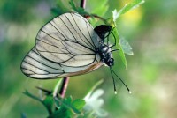 Aporia crataegi