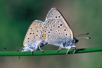 Lycaena candens