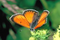 Lycaena candens