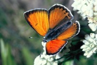 Lycaena candens