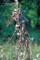 Himantoglossum caprinum