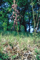 Himantoglossum caprinum