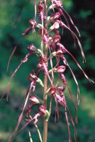 Himantoglossum caprinum