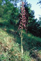 Himantoglossum caprinum