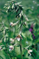 Epipactis palustris