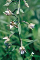 Epipactis palustris