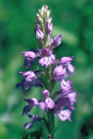 Dactylorhiza iberica