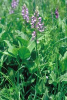 Dactylorhiza iberica