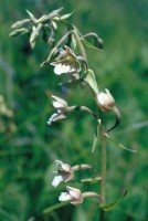 Epipactis palustris