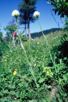 Traunsteinera sphaerica