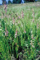 Dactylorhiza iberica