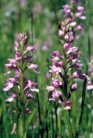 Dactylorhiza iberica