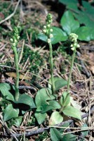 Goodyera repens