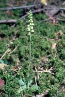 Goodyera repens