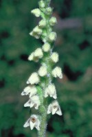 Goodyera repens