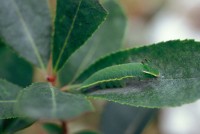 Charaxes jasius