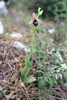 Ophrys reinholdii