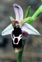 Ophrys reinholdii