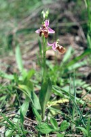 Ophrys candica