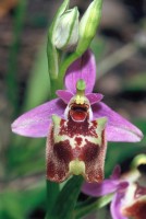 Ophrys candica