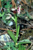 Ophrys umbilicata